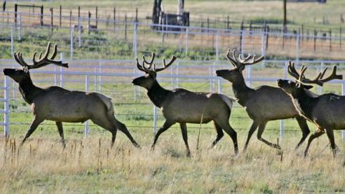 Some elk captured in Arizona have died awaiting release in West Virginia